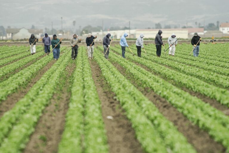 undocumented farm workers at work