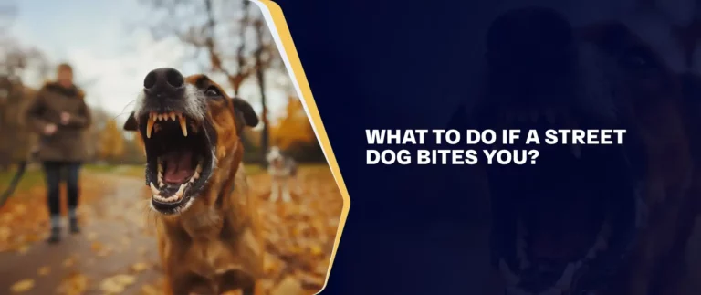 What to Do If a Street Dog Bites You
