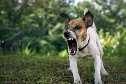 Perro agresivo se suelta a alguien