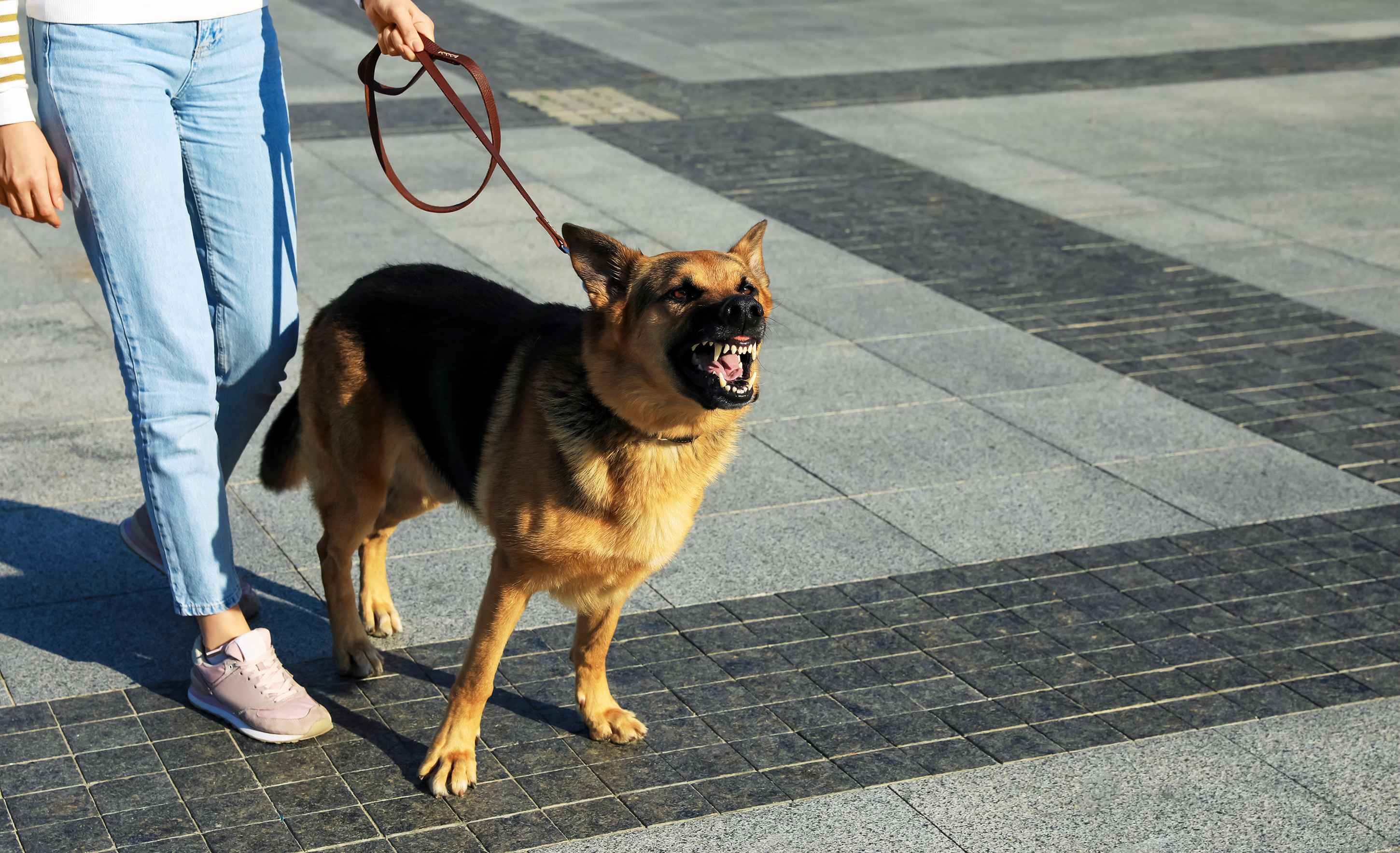 Los Angeles Dog Bites Lawyers