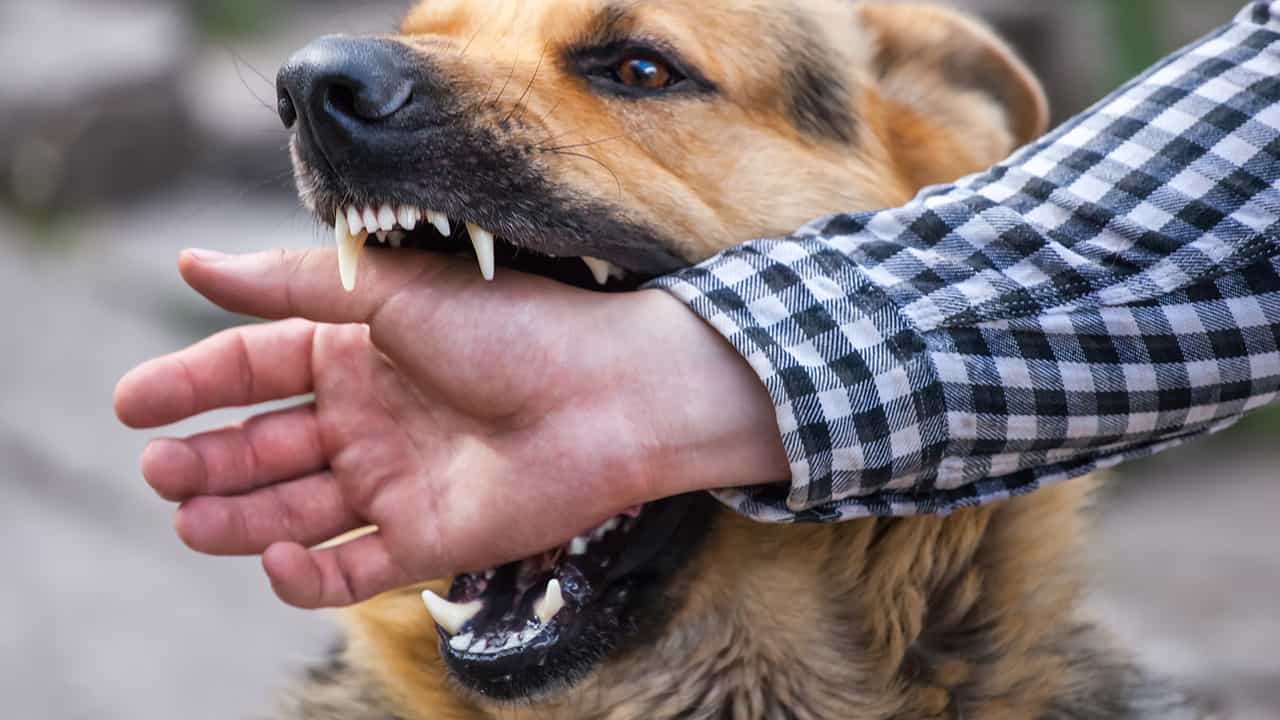 dog bite injury lawyers