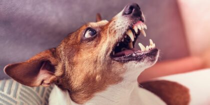 Que Pasa Si Te Muerde Un Perro en Casa de Alguien