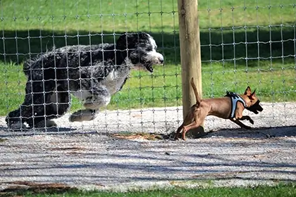 Cómo Funciona Un Caso De Parque Para Perros De Manera Diferente A Otros Casos De Mordeduras De Perro