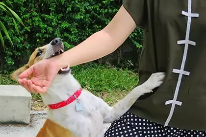 Siete Errores Comunes Que Se Deben Evitar Después De Una Mordedura De Perro