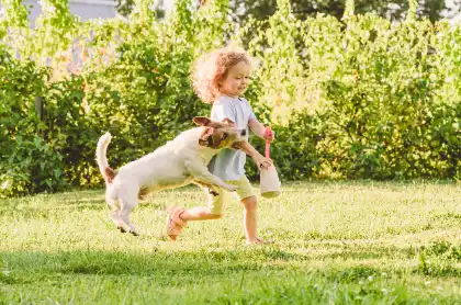 Child running from a dog during a potential bite incident report