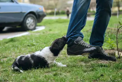 Dog biting a person’s shoe during an incident that should be reported to animal control