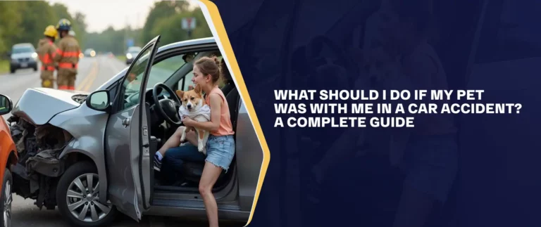 What Should I Do If My Pet Was With Me In A Car Accident-A Complete Guide