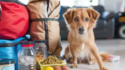 Artículos Especiales Para Bebés Y Mascotas