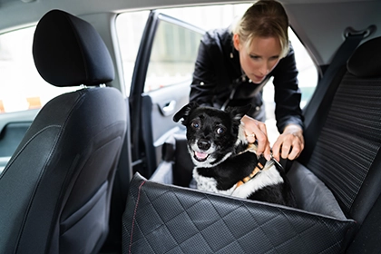 Viajar Con Mascotas Durante El Día De Acción De Gracias
