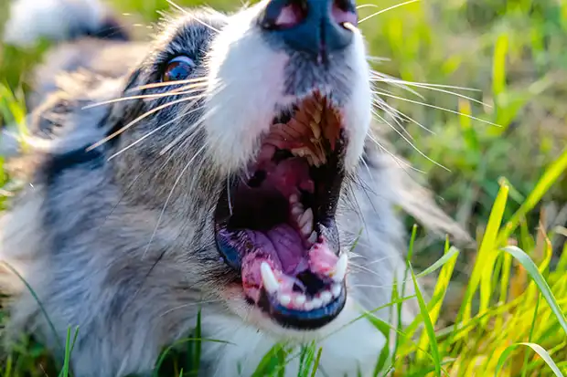Niveles De Mordeduras De Perro