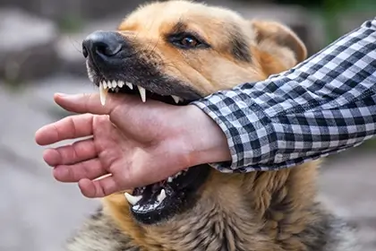 Estadísticas De Mordeduras De Perro