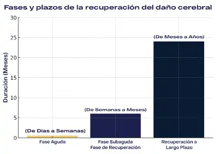 Fases De Recuperación De Una Lesión Cerebral (1)