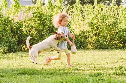 Mordeduras De Perros En Parques Para Perros