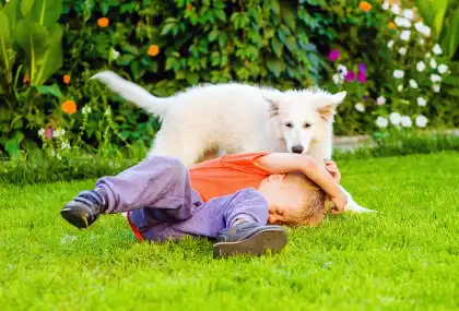 Qué Hacer Después De Un Incidente De Mordedura De Perro
