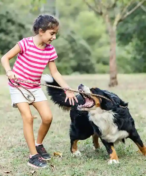 Leyes Sobre Correas Para Perros En California