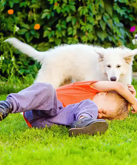 Razones Comunes Por Las Que Los Perros Muerden