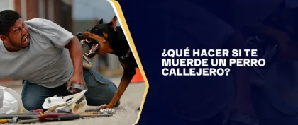 Qué Hacer Si Te Muerde Un Perro Callejero