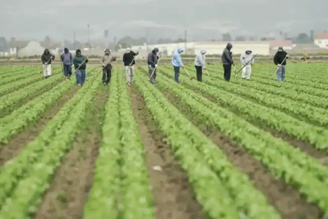 Farm workers laboring in a field where farming injuries can occur due to unsafe practices