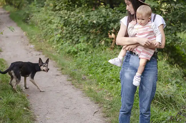 What To Do If You Are Bitten By A Dog