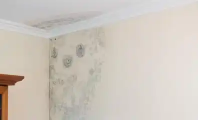an apartment wall with mold buildup