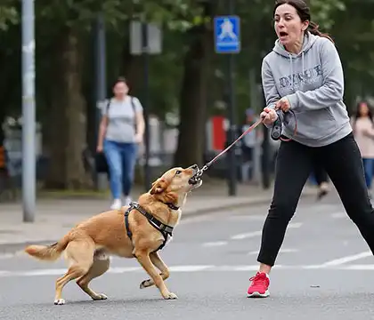 Dueño de un perro que intenta controlar a un perro agresivo