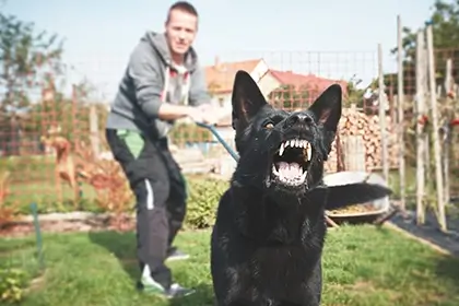 Por qué muerden los perros
