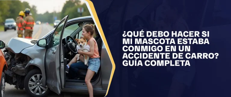 Qué Debo Hacer Si Mi Mascota Estaba Conmigo En Un Accidente De Carro Guía Completa