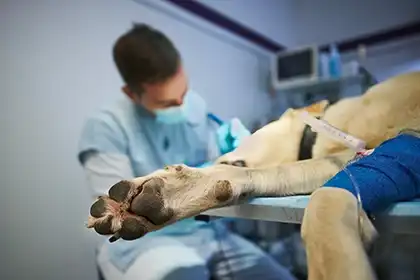 Un veterinario prestando primeros auxilios a un perro
