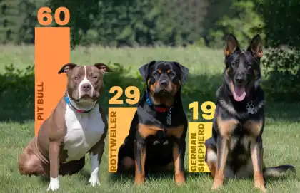 gráfico de perros