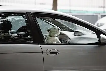 perro abandonado dentro de un coche