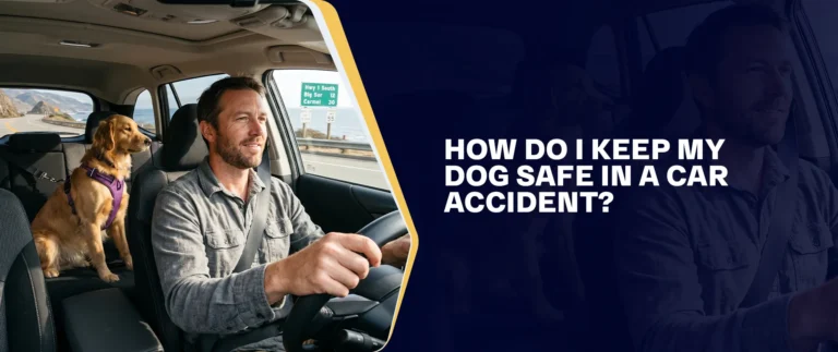 How Do I Keep My Dog Safe In A Car Accident