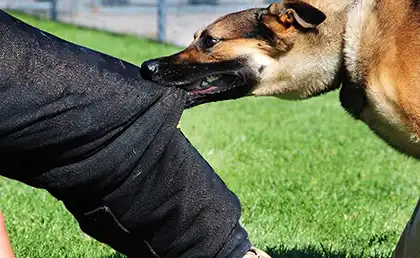 Mordeduras de perro