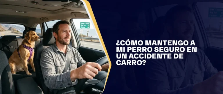 ¿Cómo Mantengo A Mi Perro Seguro En Un Accidente De Carro?
