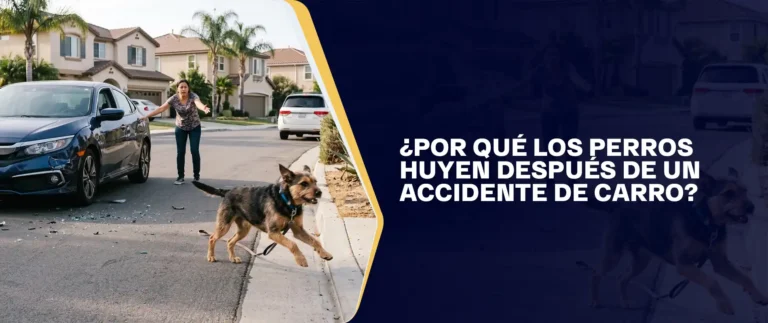 ¿Por Qué Los Perros Huyen Después De Un Accidente De Carro?
