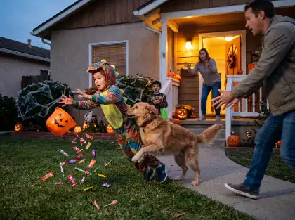 Dog knocking over a child in a Halloween costume